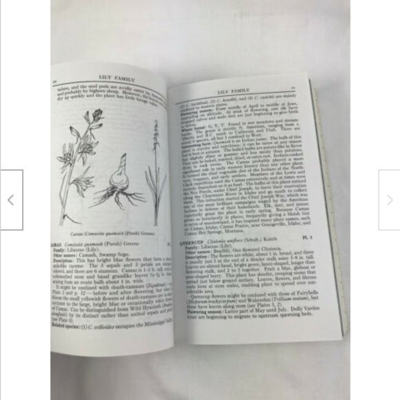 Vtg Peterson Field Guide to Rocky Mountain Wildflowers 1980 Softcover Flowers - Picture 2 of 7